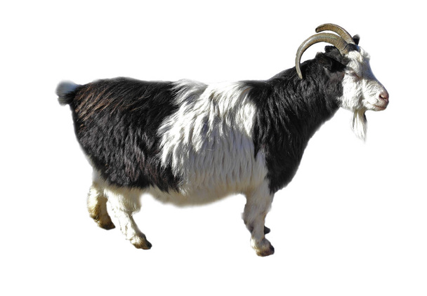 schwarz-weiße Ziege mit 2 Hörnern isoliert auf weißem Hintergrund - Foto, Bild