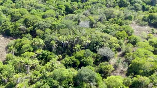 Widok z lotu ptaka lasów tropikalnych dżungli w Praia Do Forte, Brazylia. Szczegółowy widok z lotu ptaka lasu wspieranie bujnymi drzewami paproci i Palm. góry i wzgórza pokryte przez wiecznie zielony las. - Materiał filmowy, wideo
