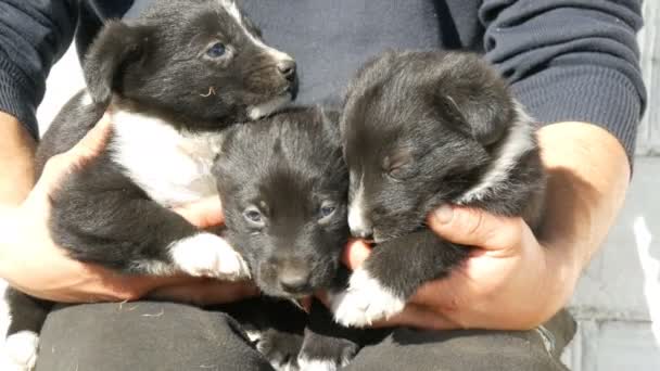 Three little funny puppies in man in his arms. Black playful puppies with an interesting white coloring - Footage, Video