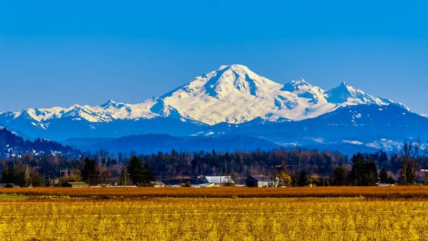 Mount Baker, een slapende vulkaan in de staat Washington gezien vanaf de Blueberry velden van Glen Valley in de buurt van Abbotsford British Columbia, Canada onder Clear Blue Sky op een mooie winterse dag - Foto, afbeelding