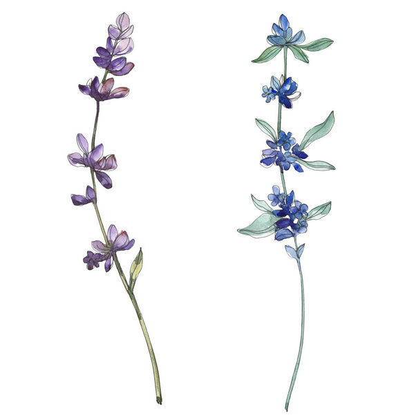 紫ラベンダー花植物の花。水彩画背景イラスト セット。孤立したラベンダーの図要素. - 写真・画像