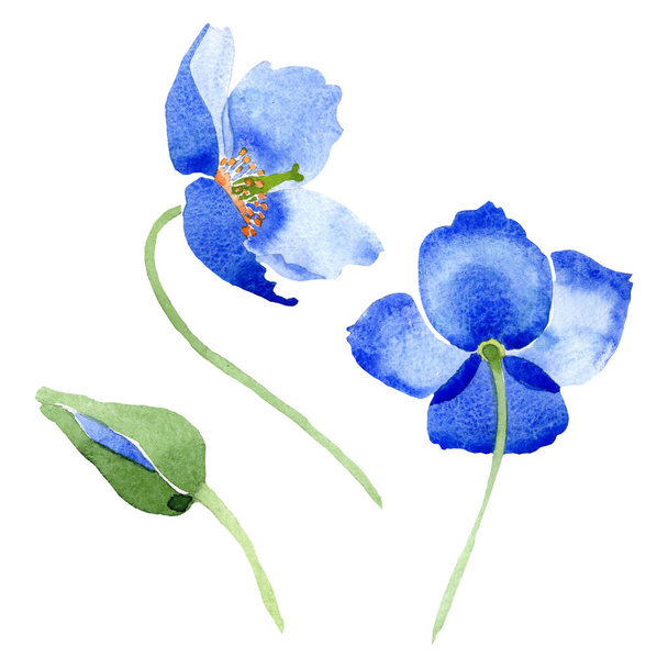 Sininen unikko kukka kasvitieteellinen kukkia. Vesiväri tausta kuvitussarja. Erilliset unikkokuvat
. - Valokuva, kuva