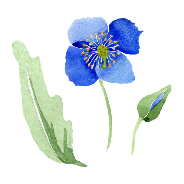 Blue poppy floral botanical flowers. Watercolor background illustration set. Isolated poppies illustration element. - Foto, afbeelding