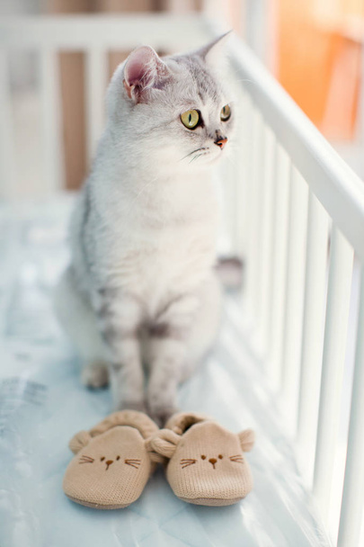 grey cat and baby shoes - Valokuva, kuva