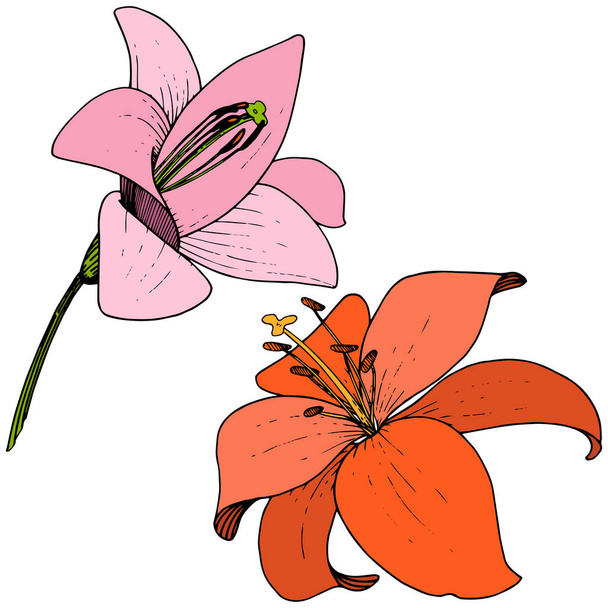 Διάνυσμα διανυσματική κόκκινο και ροζ floral βοτανικό λουλούδι κρίνων. Χαραγμένο μελάνι τέχνης. Απομονωμένη lilium εικονογράφηση στοιχείο. - Διάνυσμα, εικόνα