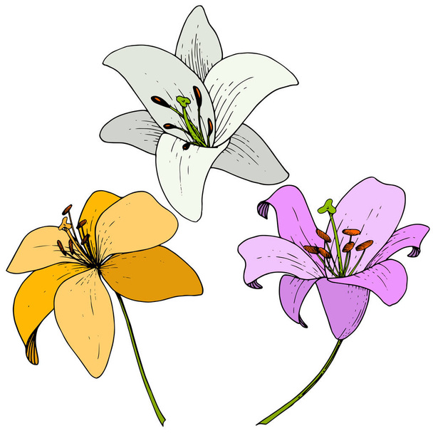 Vektör Lily botanik çiçek. Vahşi bahar yaprak kır çiçeği. Beyaz arka plan üzerinde oyulmuş mürekkep sanat. İzole lilyum illüstrasyon öğesi. - Vektör, Görsel