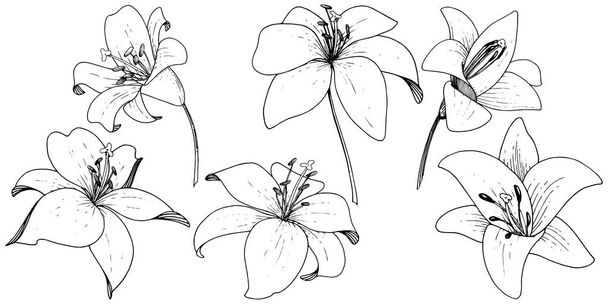 Flor botánica floral Vector Lily. Flor silvestre de hoja de primavera. Tinta grabada en blanco y negro sobre fondo blanco. Elemento de ilustración de lilium aislado
. - Vector, Imagen