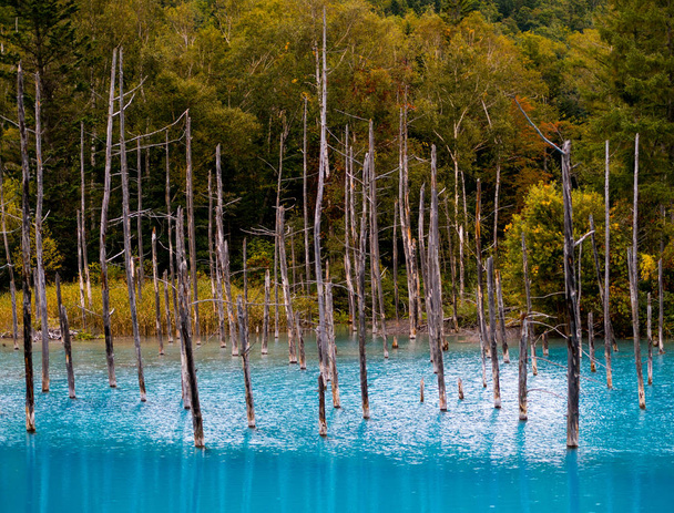 A kék tó (Aoiike), száraz fák és a víz tükrözi a városban: Biei, Hokkaido, Japán. - Fotó, kép