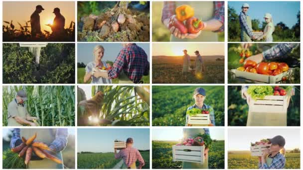 Collage of video farming activities - Footage, Video