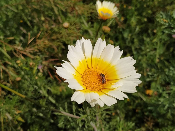  Flor amarilla y blanca de campo. - Фото, зображення