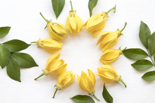 ylang ylang sárga virágok helyi ázsiai megállapodás lapos laikus kör stílus háttér fehér  - Fotó, kép