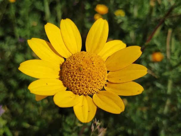 Flor silvestre de color amarillo - Foto, afbeelding