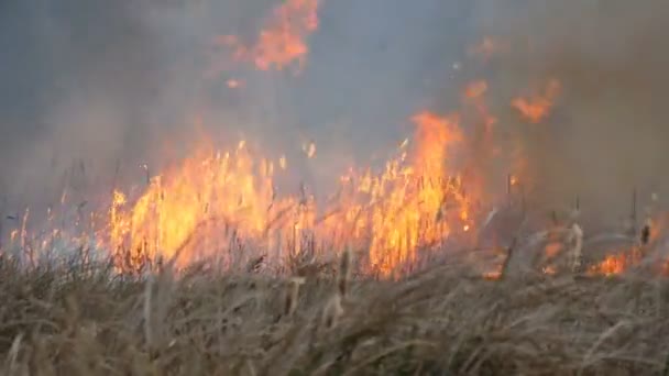 野生の火が森の草原を横切って広がる。自然の火の中で乾いた草を燃やす - 映像、動画