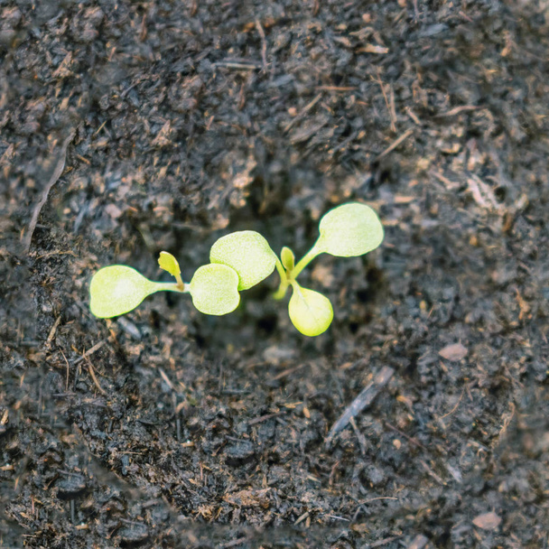 Rucolás fiatal növények, fiatal rakéták, rukola hajtások, tavaszi Seedl - Fotó, kép