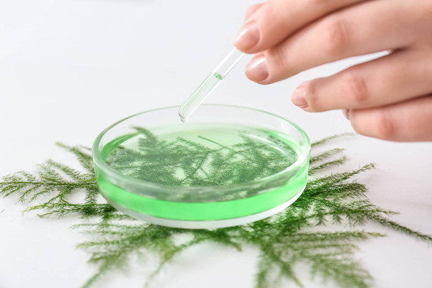 Pharmacist making plant based remedy, closeup - Photo, Image