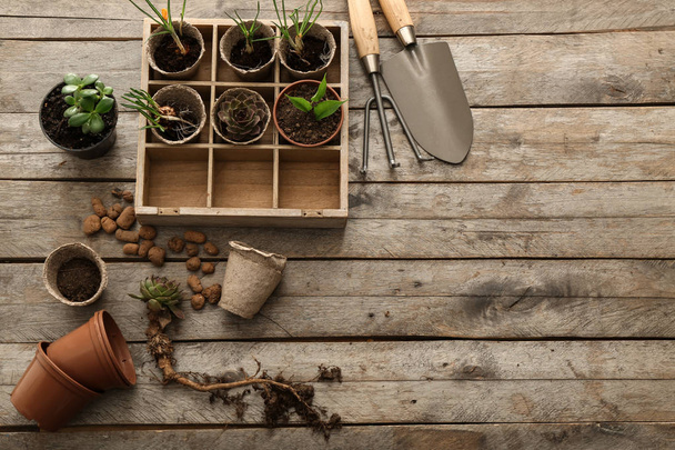 Kompozycja z narzędzi ogrodniczych i roślin na podłoże drewniane - Zdjęcie, obraz