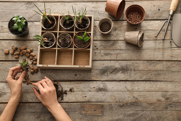 Femme mettant des plantes dans des pots sur une table en bois
 - Photo, image