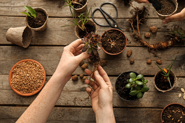 Женщина расставляет растения в горшках на деревянном столе
 - Фото, изображение