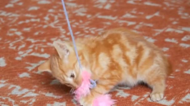 Μικρό αστείο παιχνιδιάρικο κόκκινο γατάκι παίζει με ροζ φτερό παιχνίδι - Πλάνα, βίντεο