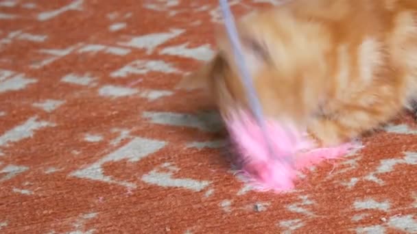 Poco divertido gatito rojo juguetón jugando con el juguete de plumas rosadas
 - Imágenes, Vídeo