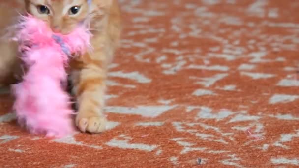 Mało zabawny zabawny czerwony Kitten gra z różowe pióro zabawka - Materiał filmowy, wideo