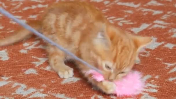 Little funny playful red kitten playing with rosy feather toy - Footage, Video