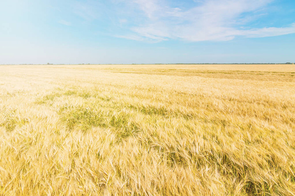 Wheat and sun under blue sky - Foto, Imagem