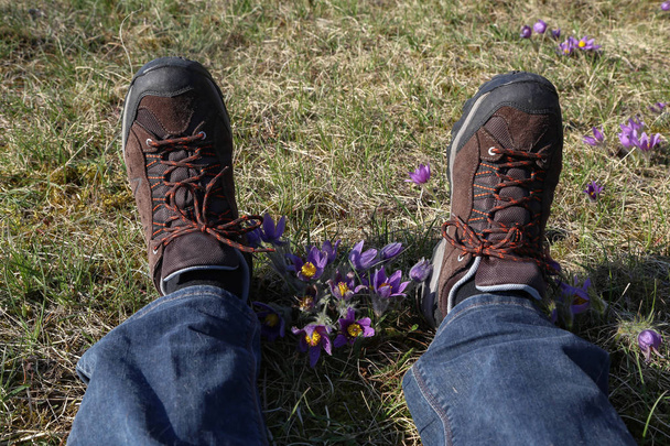 cropped shot of male legs near purple fluffy flower Oriental Pulsatilla patens pasqueflower in early spring - Photo, Image