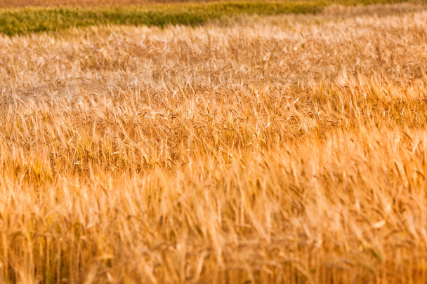 Gold wheat field - Valokuva, kuva