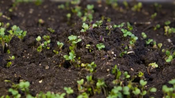 A seedling growing from the dirt time lapse video. Microgreens healthy food with vitamins. - Footage, Video