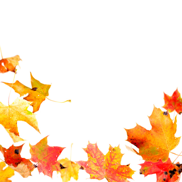 Autumn Leaves Frame - Foto, Bild