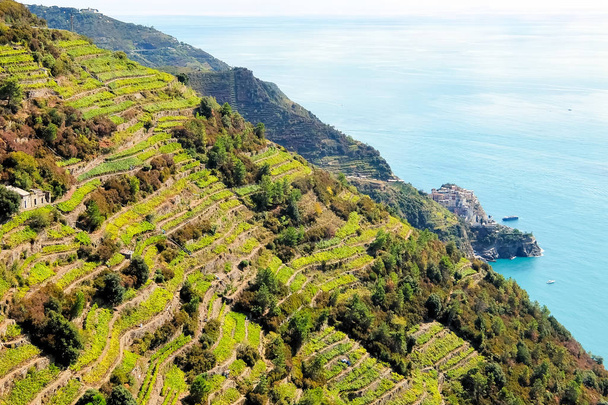 Vineyards and terraces near Riomaggiore, Italy - Photo, Image