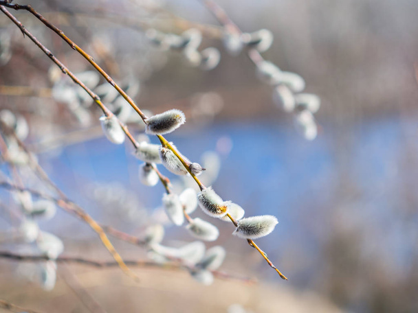 Pussy-willow branches with catkins. Blurred background. - Photo, Image