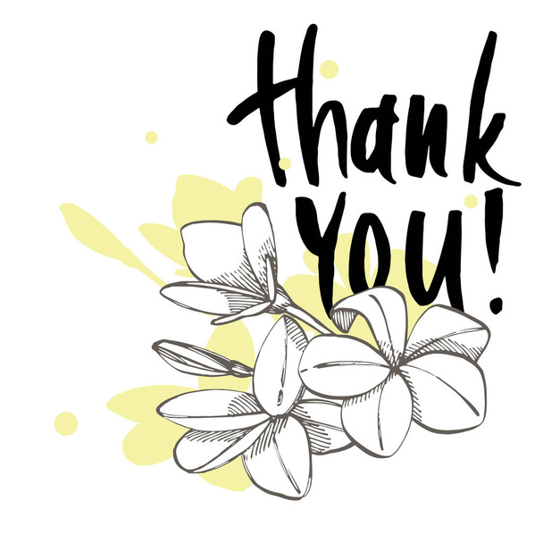 Hand drawn lettering. Thank You calligraphy. Plumeria illustration. - Foto, afbeelding