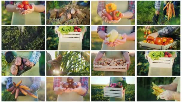 Montage von Videobildern mit den Händen von Bauern, die Gemüse von ihren Feldern halten. Bioprodukte aus dem Herstellerkonzept - Filmmaterial, Video