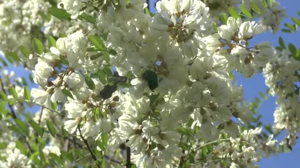 kvetoucí větev akátu - Záběry, video