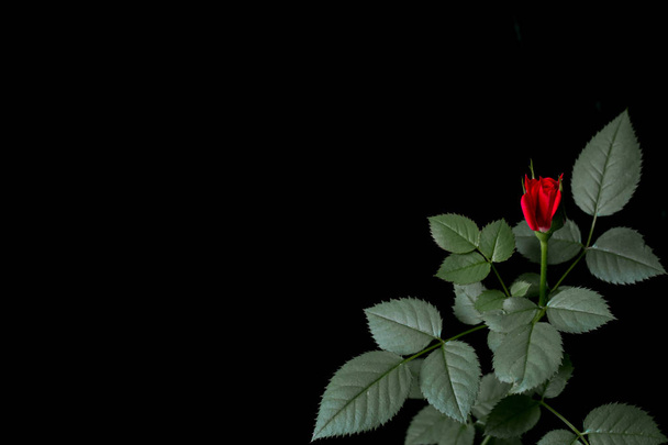 rosa roja sobre un fondo oscuro - Foto, imagen