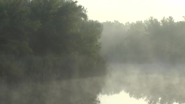 το πρωί με ομίχλη πάνω από τον ποταμό - Πλάνα, βίντεο