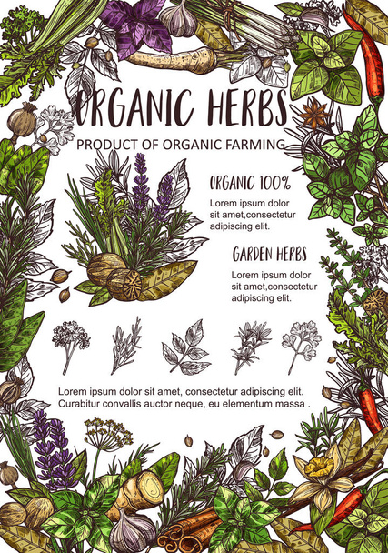 Organic farm spices, garden herbs and seasonings - Vector, Image