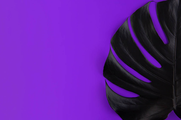 Μαύρο σπρέι βαμμένα φύλλα τροπικό Μονστέρα artisticly τοποθετημένα σε ultra violet, πρωτονίων μωβ πολύχρωμο φωτεινό φόντο. Καλοκαιρινή νυχτερινή ζωή club επίπεδη θέσει δημιουργική ιδέα. Δωμάτιο για το κείμενο. - Φωτογραφία, εικόνα