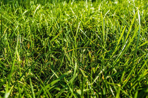 Detailní záběr ze zelené trávy pod sluneční světlo - Fotografie, Obrázek