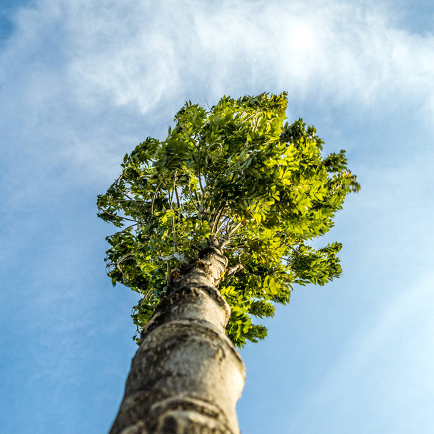 Χαμηλή γωνία προβολής ενός δέντρου κατά της μπλε του ουρανού - Φωτογραφία, εικόνα