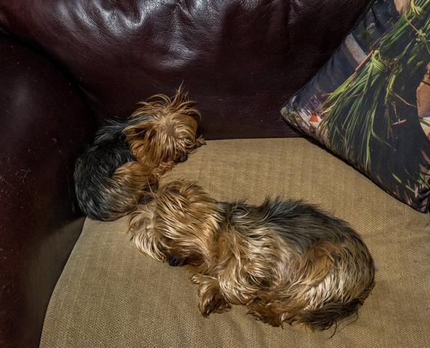 Two small pet dogs sleeping on an indoor couch image with copy space in landscape format - Photo, Image
