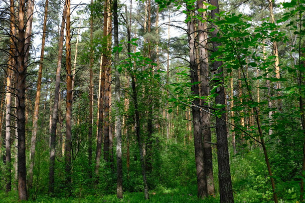 Siberian deciduous forest in summer. Green trees - Фото, изображение