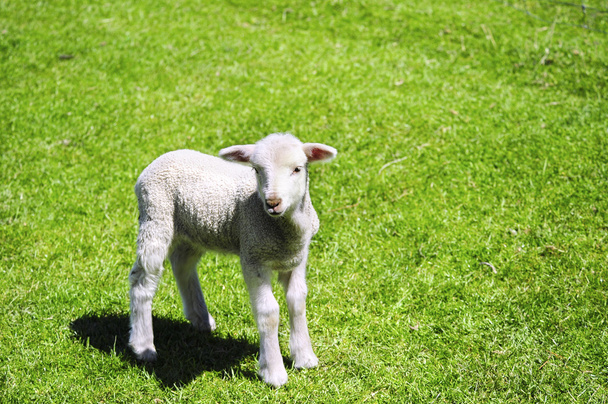 fiatal bárány - Fotó, kép
