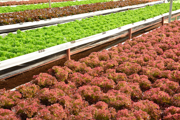 υδροπονικής καλλιέργειας φυτών σε αγρόκτημα λαχανικών κήπων, - Φωτογραφία, εικόνα