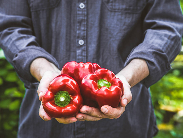 Farmer with red peppers - Photo, Image
