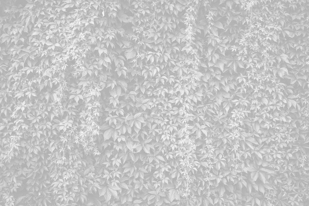 Muro di mattoni con edera - Foto, immagini