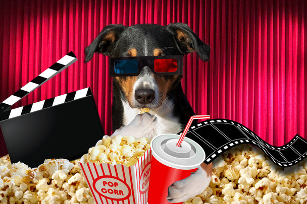 appenzeller dog watching a movie in a cinema theater, with soda  - Photo, Image