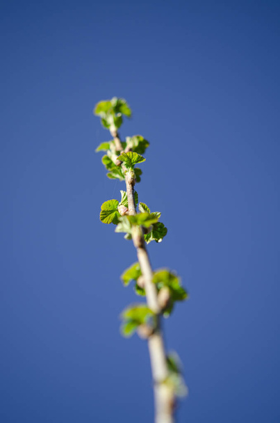 Молода гілка смородини з весняно-зеленим листям на фоні блакитного неба
 - Фото, зображення